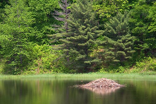 Lac Bourgeois Beaver Lodge 14323
