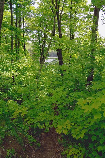 Lac Fortune 14352