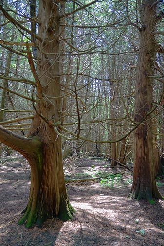 Stony Swamp 14462