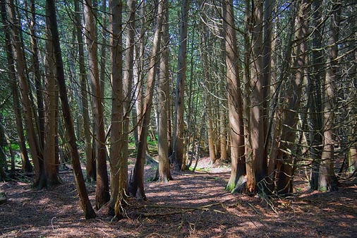 Stony Swamp 14452