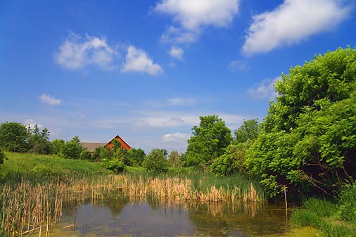 Amphibian Pond 14850