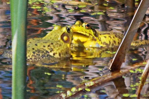 Froggie Face-off 14771