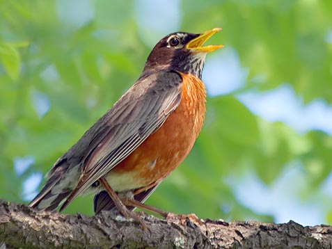 Robin Singing 20080613