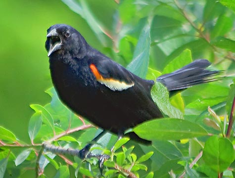 Red-winged Blackbird 14911