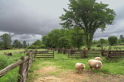 Sheep Pen 15357