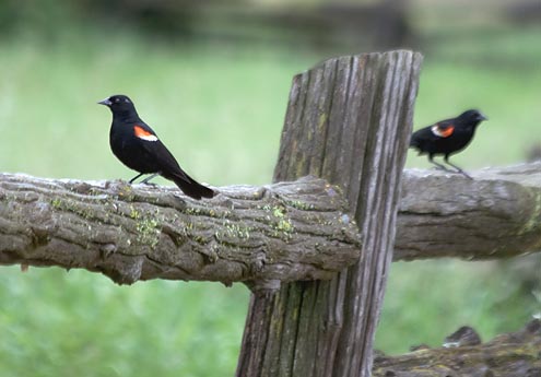 Sitting On The Fence 15360
