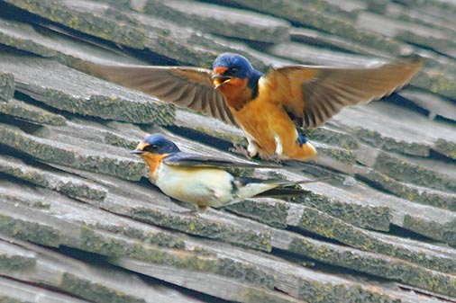 Swallows On A Barn Roof 20080622