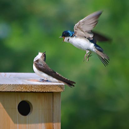 Tree Swallows & Their Bird Box 20080702