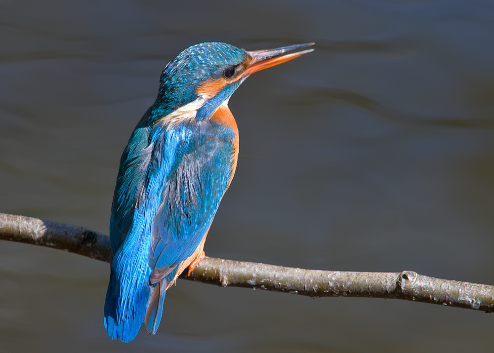 DSC_3398.jpg