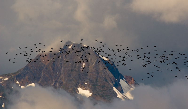 the birds