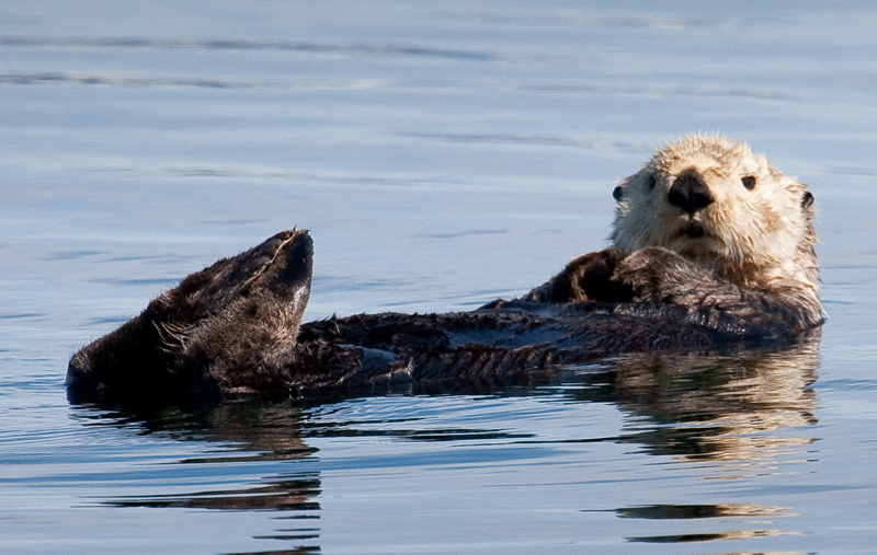 sea otter-0575 800.jpg