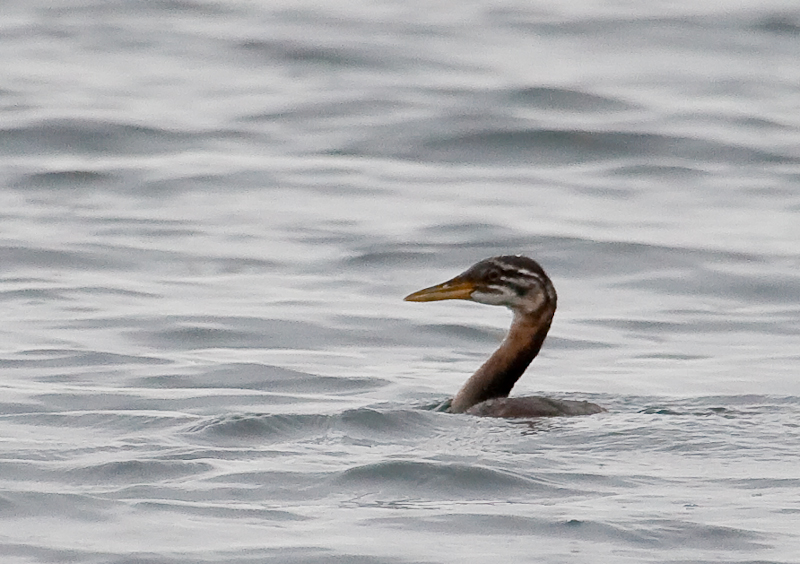 unk grebe-0143.jpg