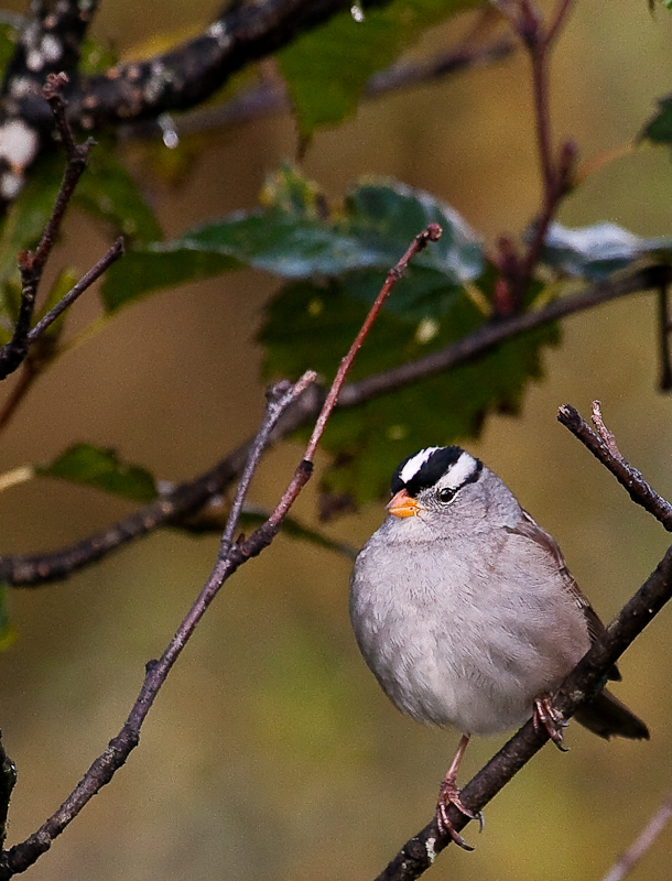 white crown sparrow 800-0099.jpg