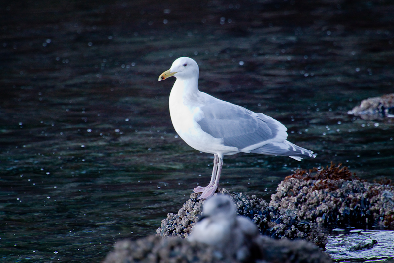 Hybrid  gull outer Point 800-2291.jpg