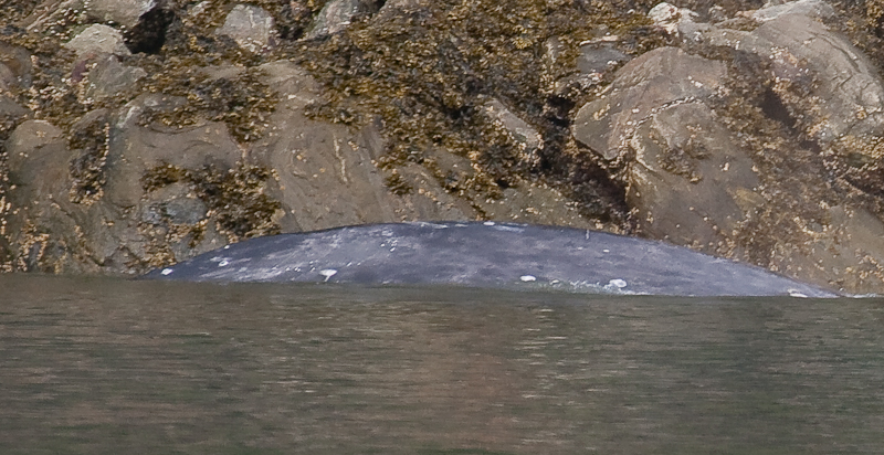 May 2010 whale-8415.jpg