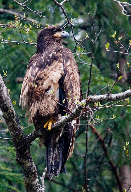 inmature eagle