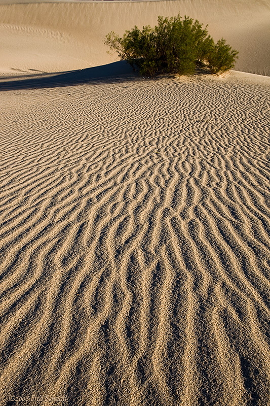 Ripples in the Dunes