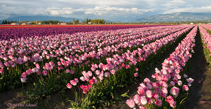 Tulip Landscape