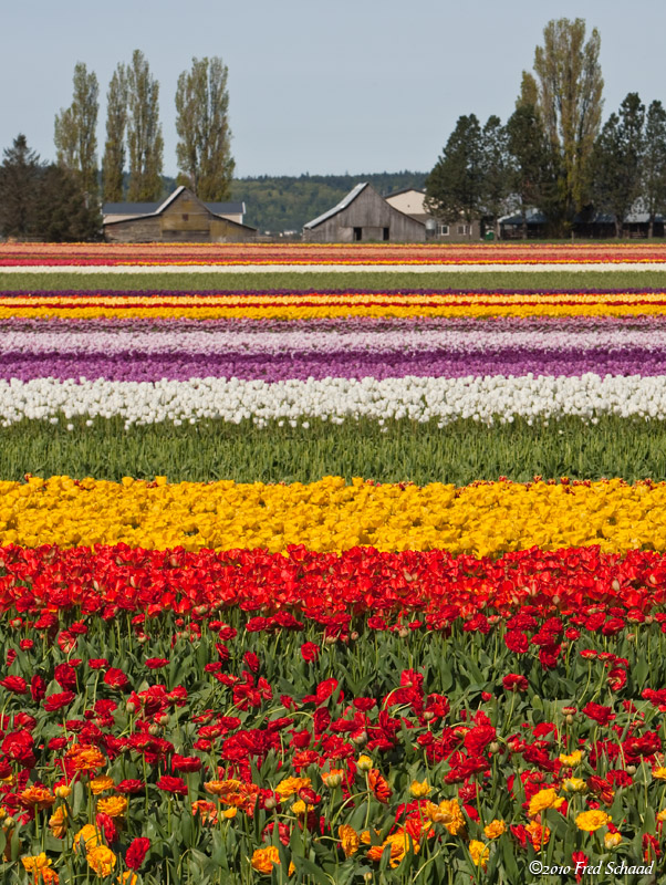 Tulip Rainbow