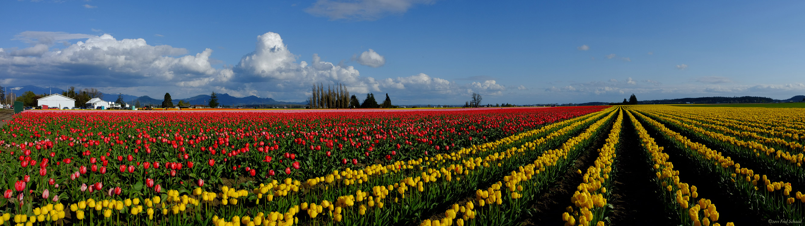 Panorama of Tulips