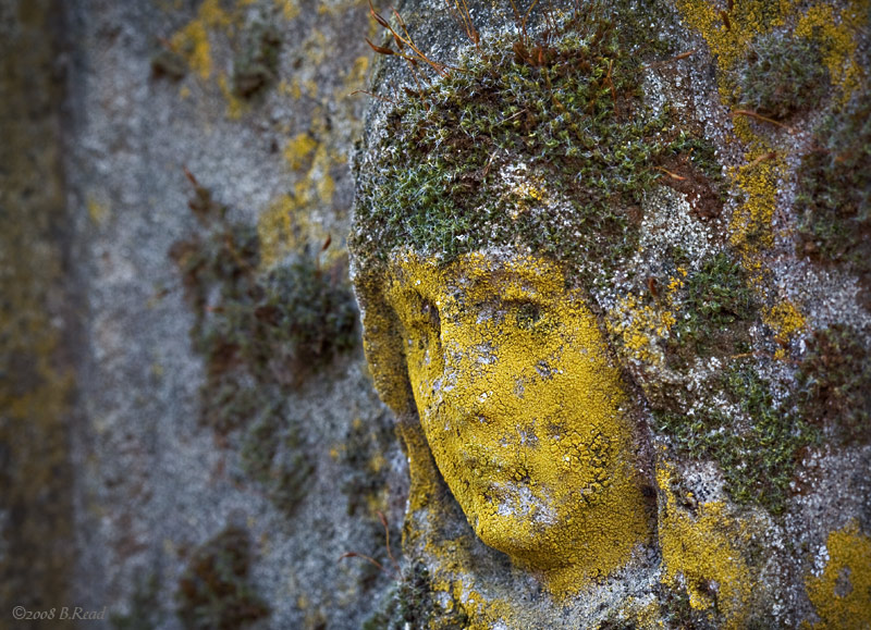 Garden Textures