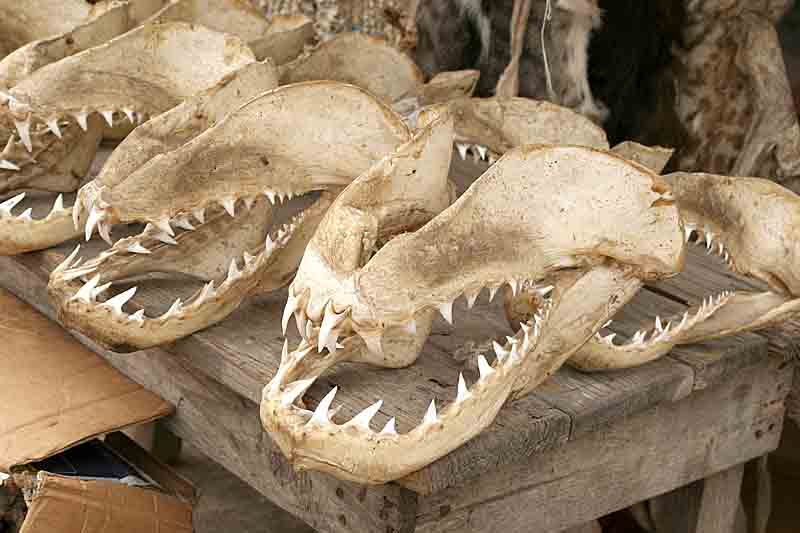 Sharks in the voodoo fetish market in Lom.