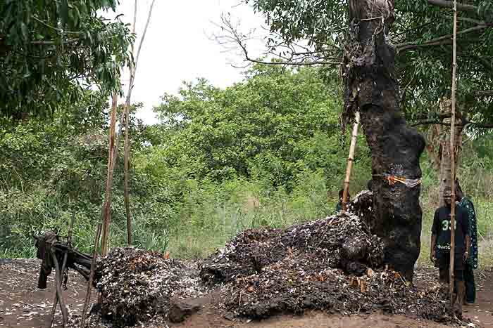 Voodoo. The Vodun of Dankoly in Benin. Here pilgrims have planted thousands of wooden pegs.