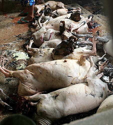 The sacrificed goats prepared to be taken home, Dakshinkali, Nepal.