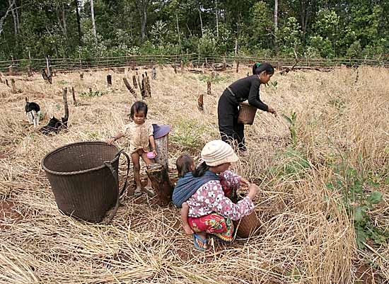 Rice harvesting in Pu Lang Village II, Mondulkiri, Cambodia