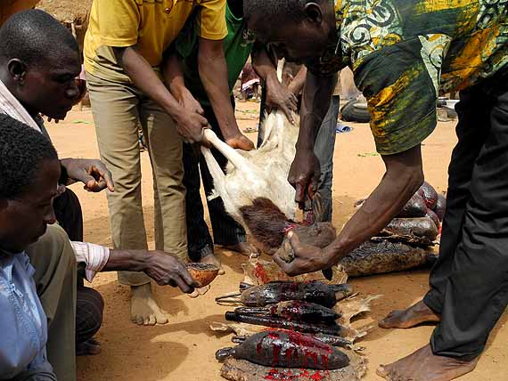 Several animals are sacrificed and their blood is poured over the fetishes. Thereafter they will serve the new fetish priest.