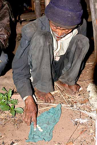 a kauri oracle