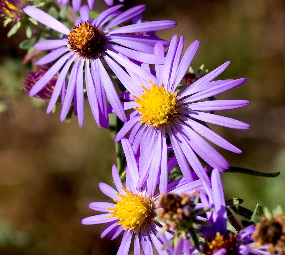 Asters