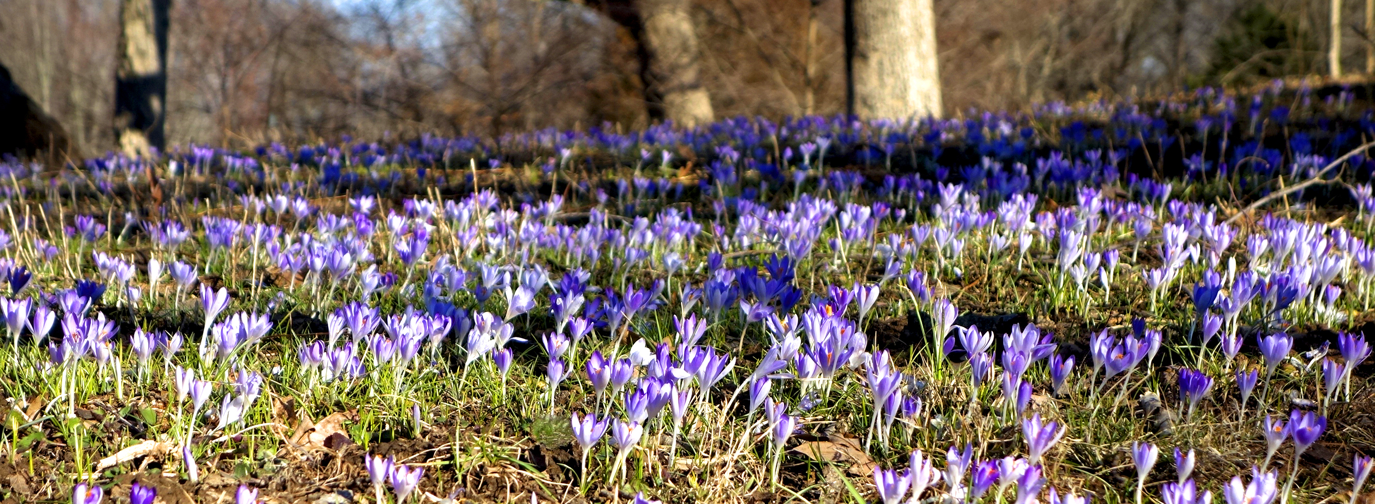 Crocuses at Shaw Arboretum