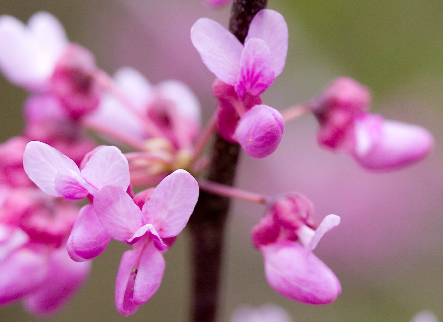 Redbud