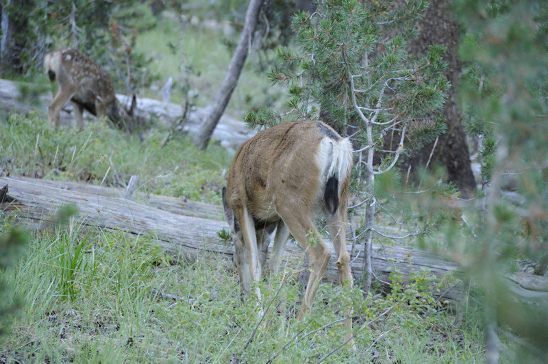 Grazing Deers