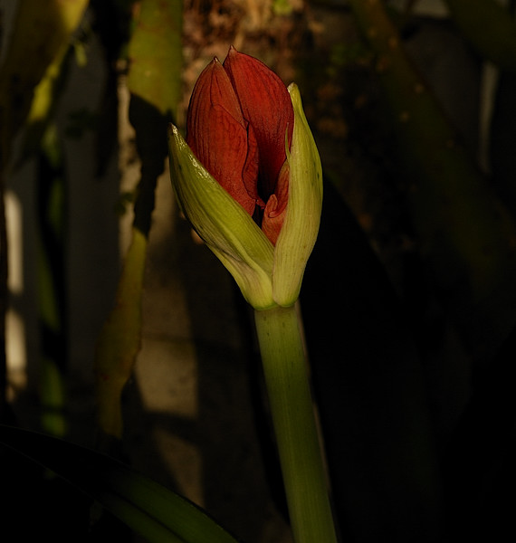 Future Red Amaryllis