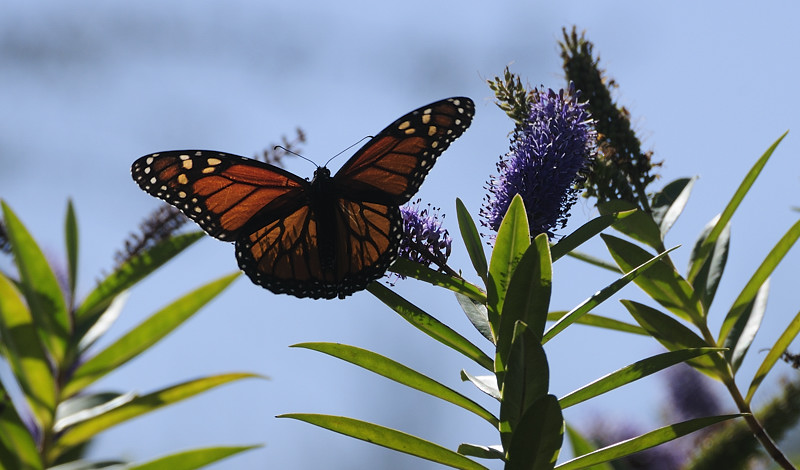 Monarch Butterfly