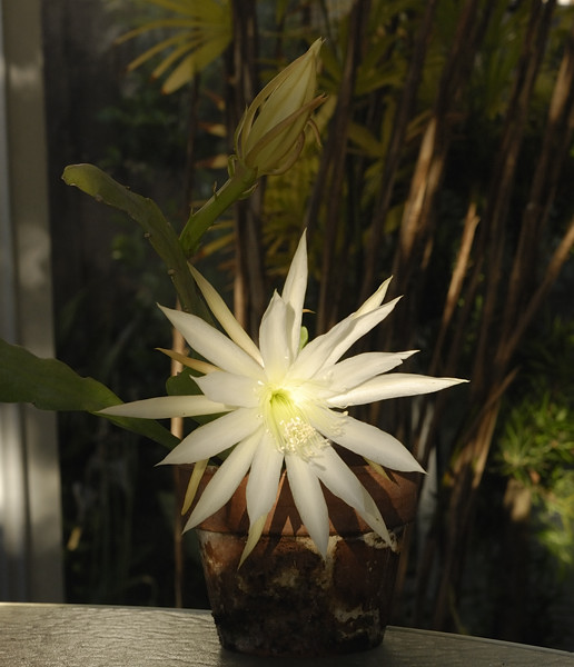 Epiphyllum flowers