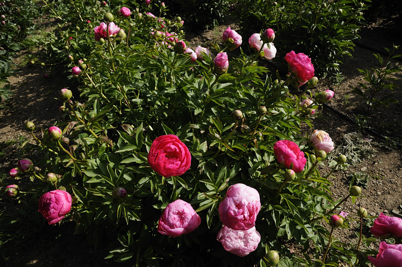 Peonies