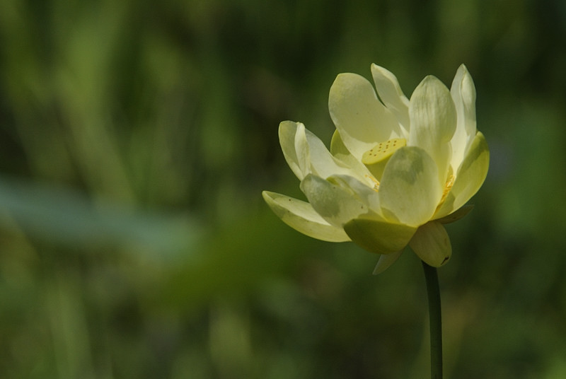 A Lotus Blossom