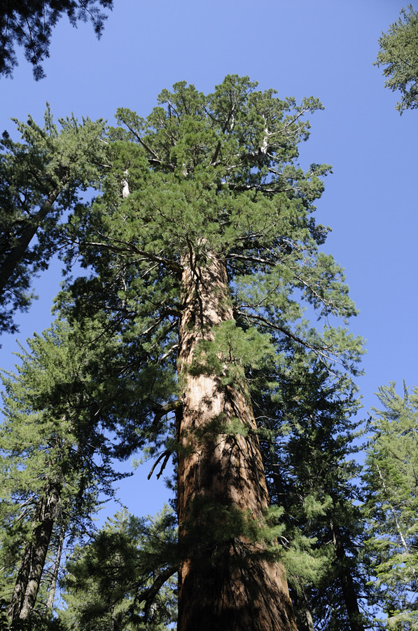 Giant Sequoia at Tuolumne Grove