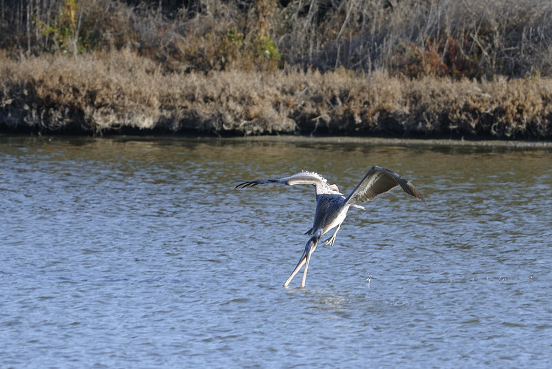 Diving for breakfast