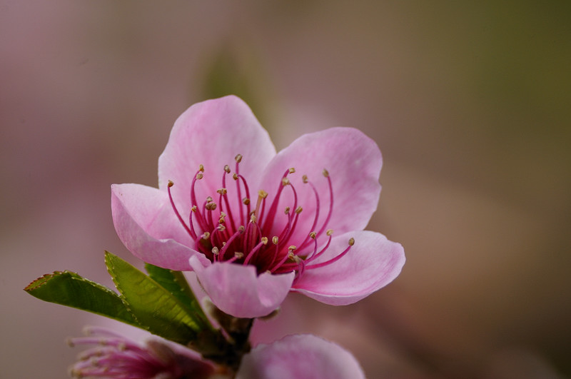 Flowering Nectarine