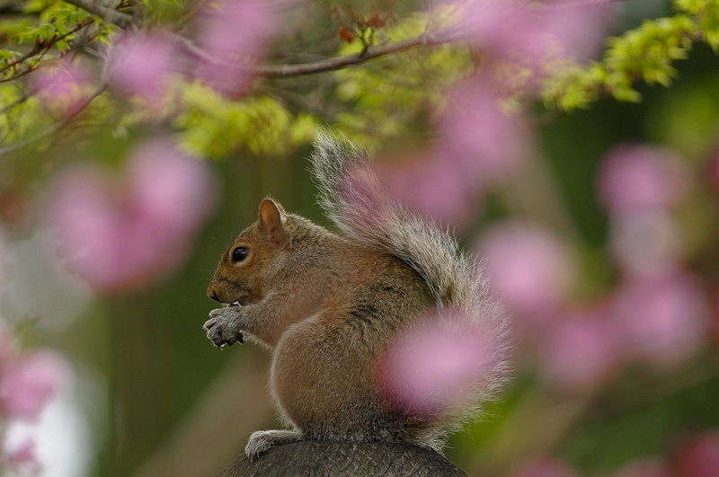 Spring time Squirrel