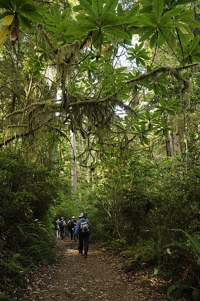 Hiking under the Redwoods