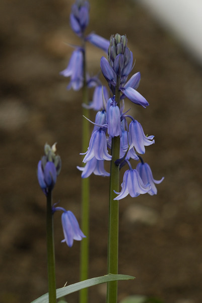BlueBells