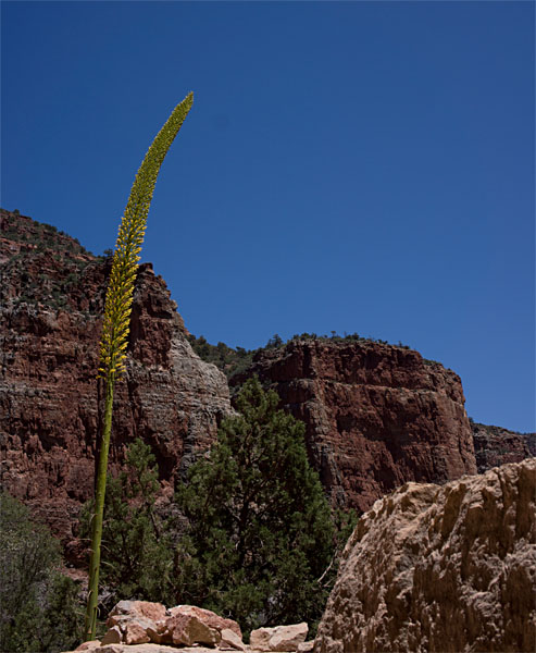 Flowering Utah Agave