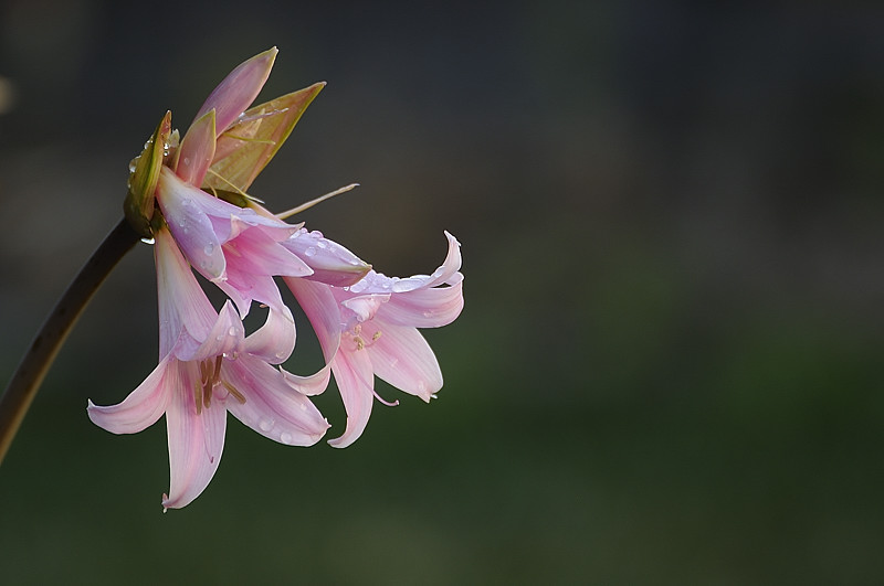 Amaryllis Belladonna