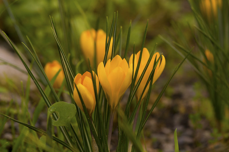 Crocus