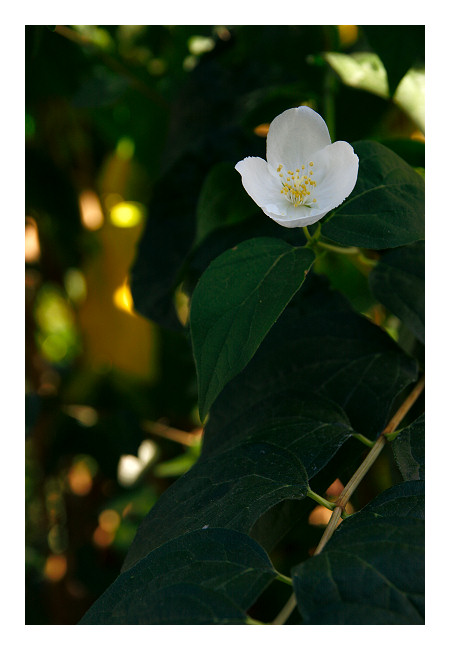 The lone blossom